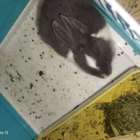 بچه خرگوش
