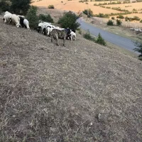 سگ گله|سگ|رستم‌آباد, |دیوار