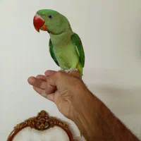 باسلام شاه طوطی جوجه نررام ودستی