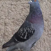 کبوتر پرشی
