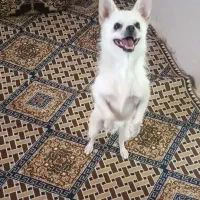 سگ پامبر