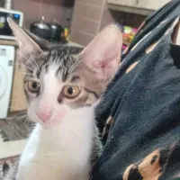 واگذاری دوتا گربه نر و ماده سه ماهه