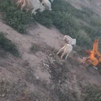 فروش دو عدد بز سانن اصل