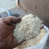 کاه|لوازم جانبی حیوانات|سمنان, |دیوار