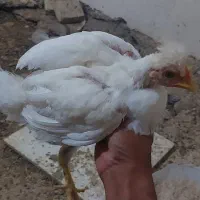 جوجه محلی اصل