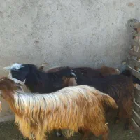 ۴راس بزغاله نر