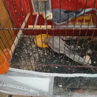 یک جفت عروس هلندی خوشکل