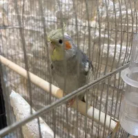 عروس هلندی
