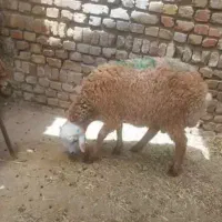 گوسفند زنده