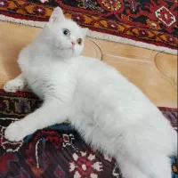 فروش گربه اسکاتیش