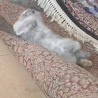 خرگوش لپی