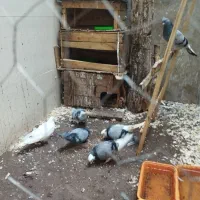 کبوتر ابلغ نر و ماده