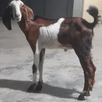 ۱راس کهره نر