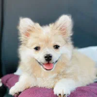 توله پامرانین سایز ریز