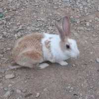 خرگوش ماده