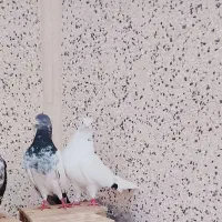 3کبوتر گرفتنی