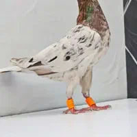 تعداد ده عدد جوجه کفتر فروشی که پنچ تا سرونج وبقیه