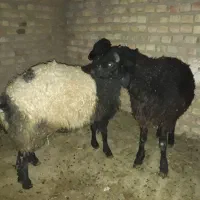 دوعدد بره