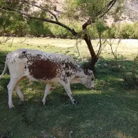 گاو محلی با گوساله نر