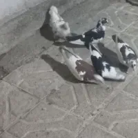 کفتر