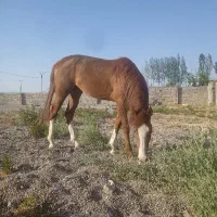 اسب
