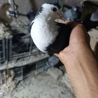 کربلایی ماده
