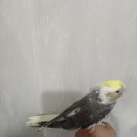 جوجه عروس هلندی سرلاکی نر