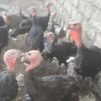 ۷۰ بوقلمون برنزه ۴ ماهه