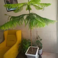 گل کاج مطبق