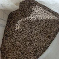 لوبیا قرمز و ابلق عمده درجه یک