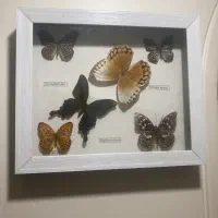 تابلو پروانه