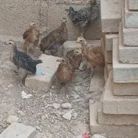 جوجه|حیوانات مزرعه|حمیل, |دیوار