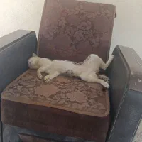 اکانت پابجی