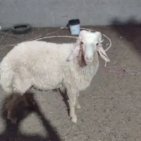 قوچ عراقی