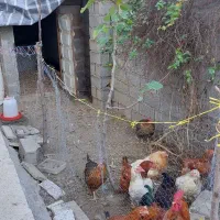 مرغ خروس درکلاردشت