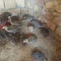 شاخک