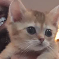 واگذاری گربه بریتیش