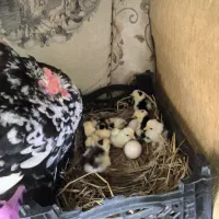 مرغ و جوجه کوشین