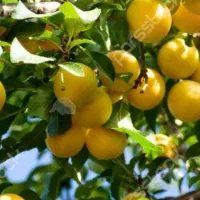کارهای کشاورزی حسینی