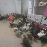جوجه ۵۰روزه