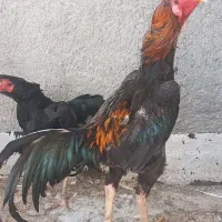خروس|حیوانات مزرعه|بجنورد, |دیوار