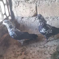 کفتر عالی عالی کاکولی دونه ای ۱۵۰