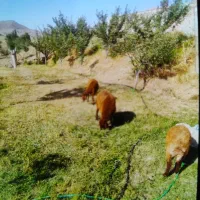 گوسفند زنده ماده