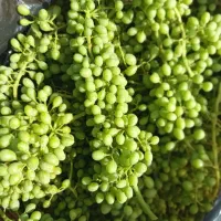 ئاوگیری هاله به خوشه