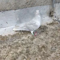 کبوترساده