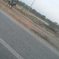 اسب عرب اصیل