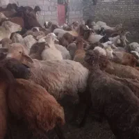 بره ماده ( گوسفند )