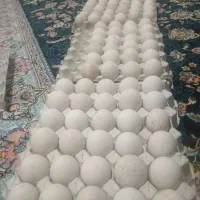 تخم بوقلمون تازه