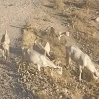 فروش کهره سانن