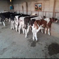 خریدوفروش انواع گوساله